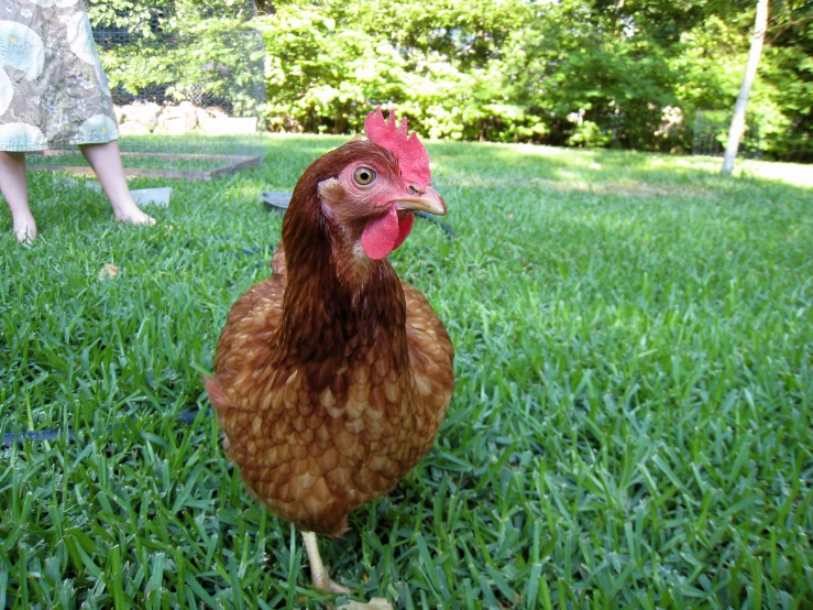 brown chicken walking around in some grass by a person