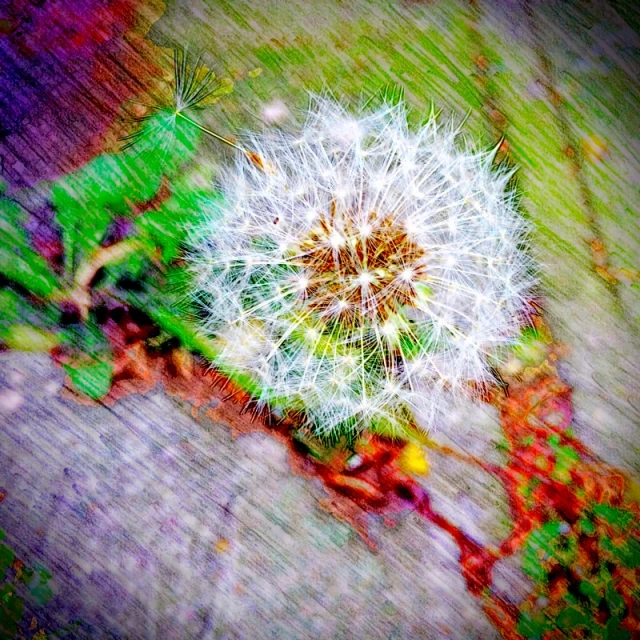 a green plant with seeds on it