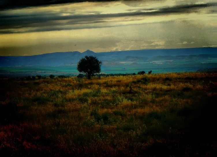 lone tree on the side of a hill under stormy skies