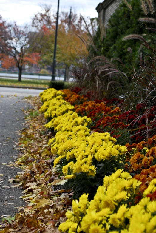 yellow and red flowers line a sidewalk in front of a building
