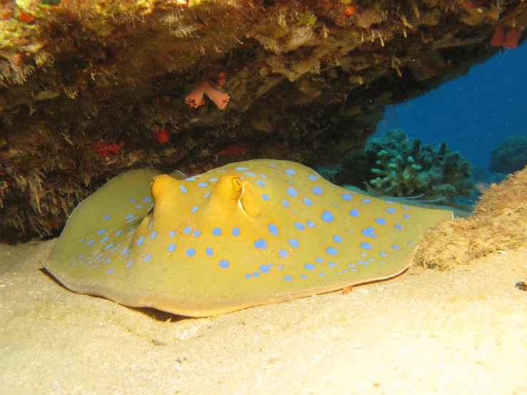 an ocean fish with a bright blue and white spots