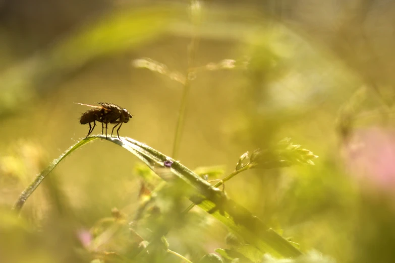 a fly perched on the top of a green plant