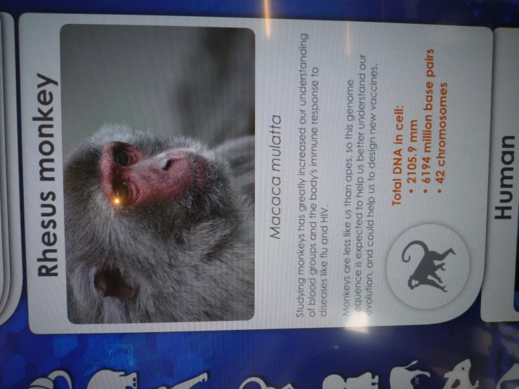 a ticket listing information with a monkey on it