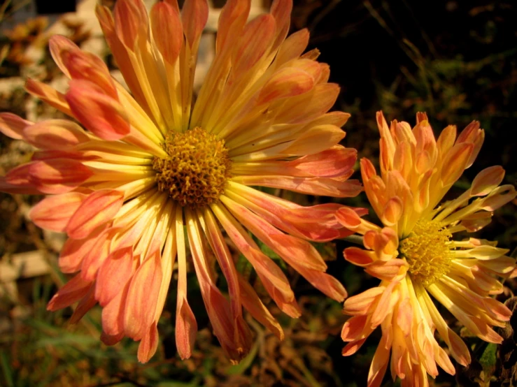 the two flowers are orange and pink