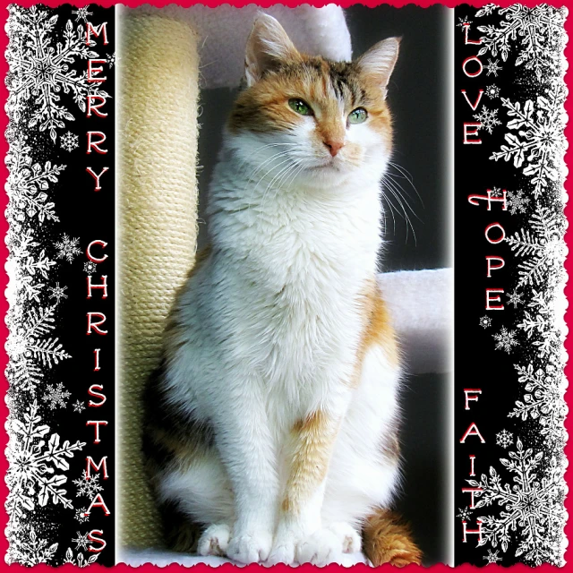 a cat is sitting and staring while wearing a santa hat