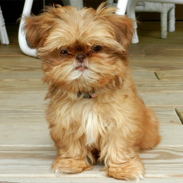 an adorable little dog sitting on a wooden deck