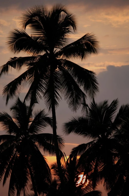 a large palm tree with the sun going down behind it