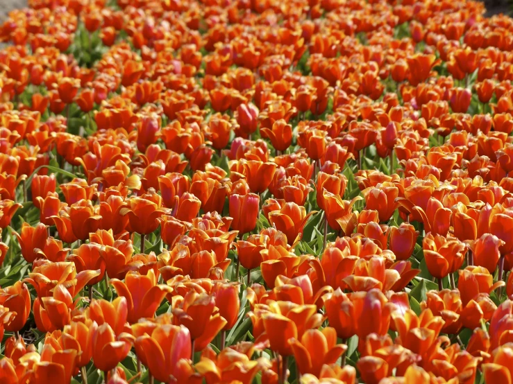 a large field of orange flowers is pictured