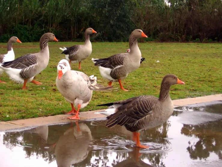 five ducks in a park standing near a dle
