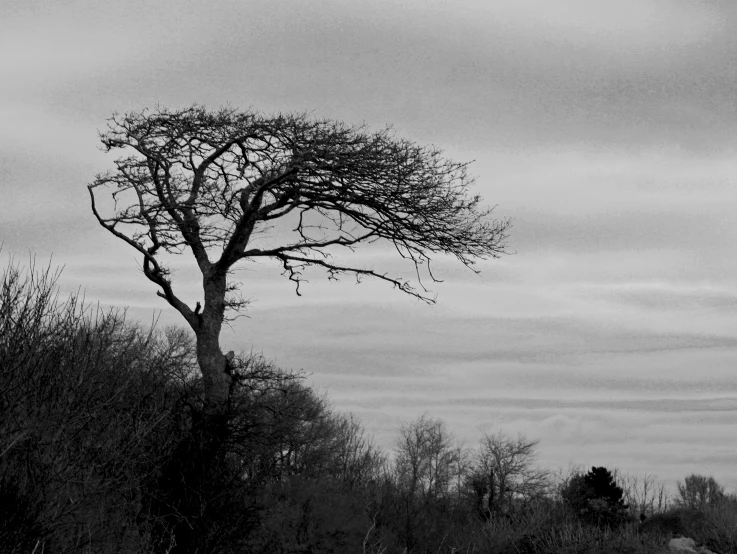 a tree is standing in the middle of a field