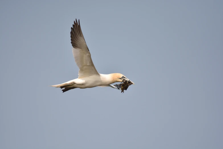 a bird with a bug in its beak in flight