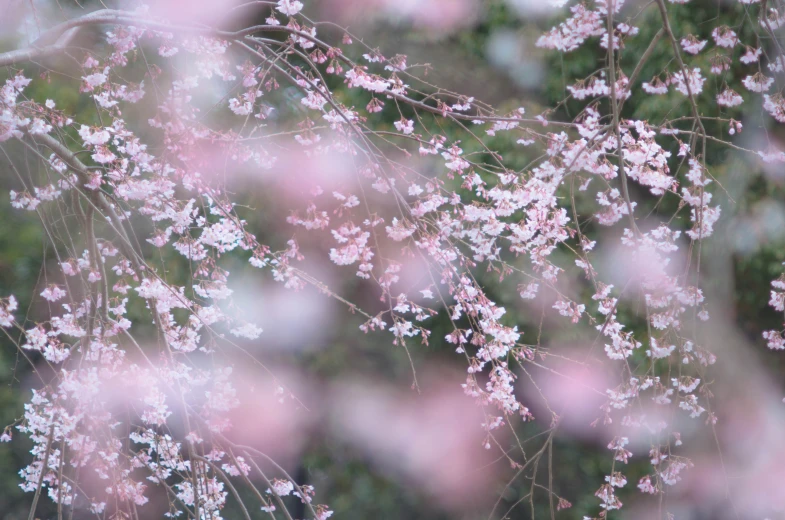 pink flowers growing in the garden on a plant stem