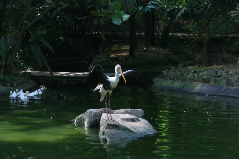 large black and white bird with long beak on rock in water