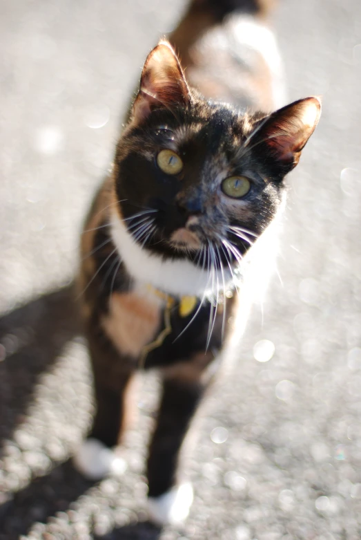 a cat standing in the street staring into the camera