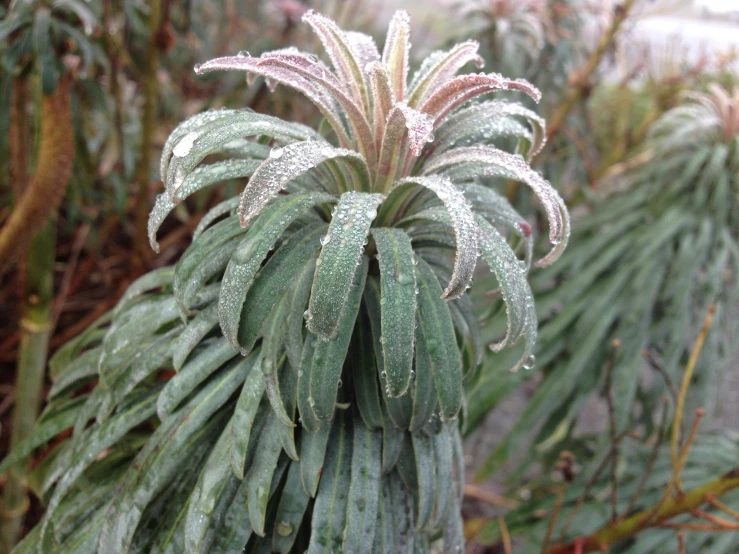 a plant with frost on it and many leaves