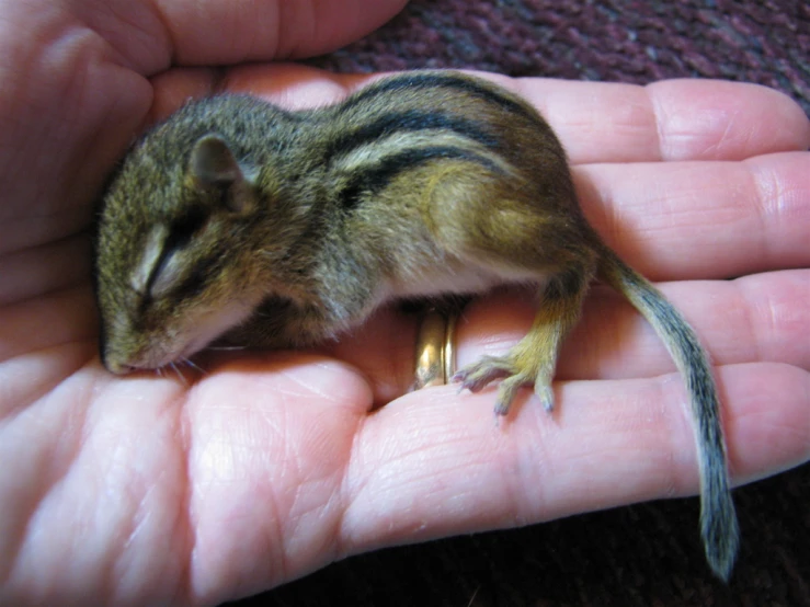 a small gerbil is in someone's hand