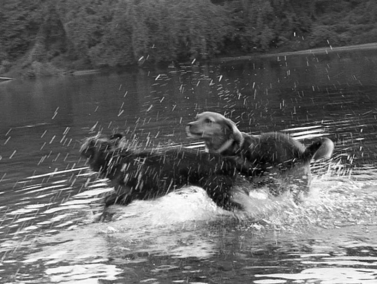 dog shaking water out over head with other dog behind it