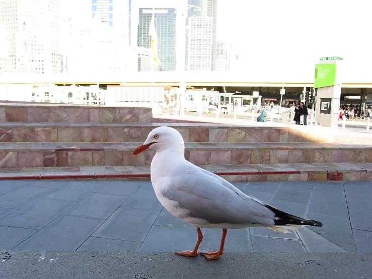 the white bird is standing outside near steps