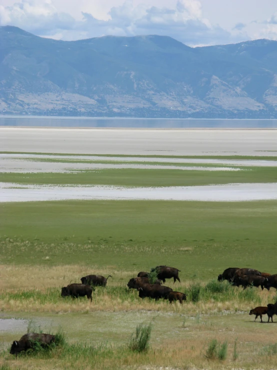 several wild animals grazing in the grass by the water