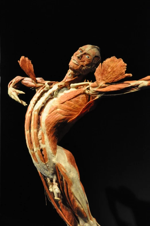 the model of a human body is made of wood