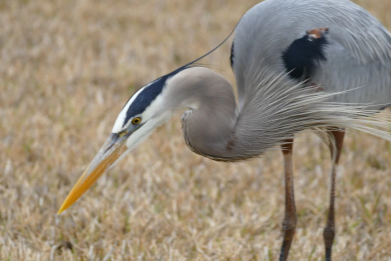 a large bird with long white feathers and a neck full of hair