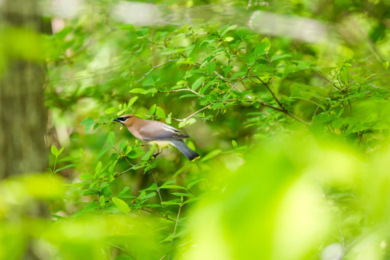 a bird is sitting in the trees looking for soing to eat