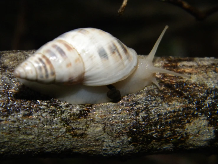 snail moving up the edge of an outdoor structure