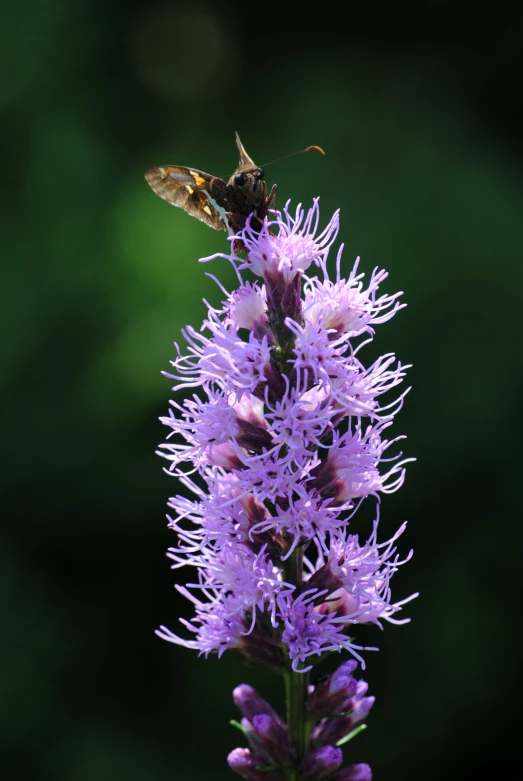 a bee is standing on a flower near some green leaves