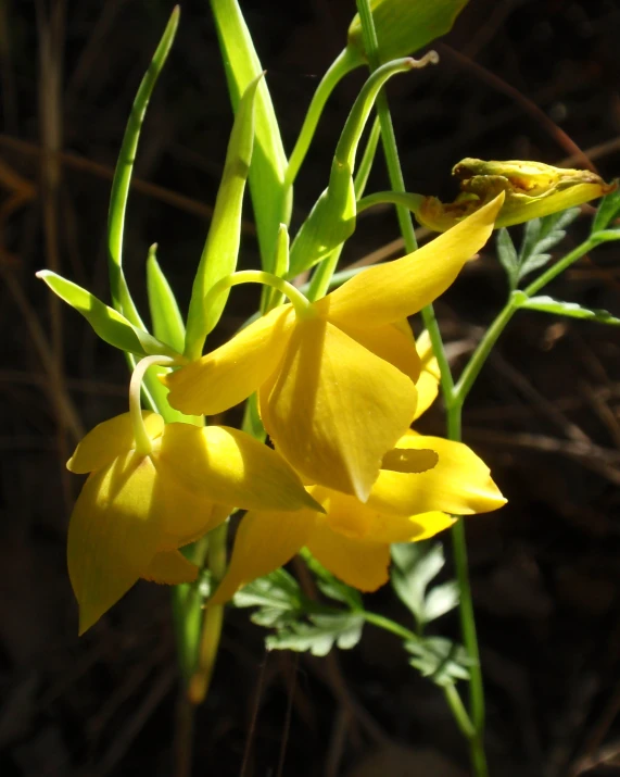 yellow flowers growing in the sunshine in the woods