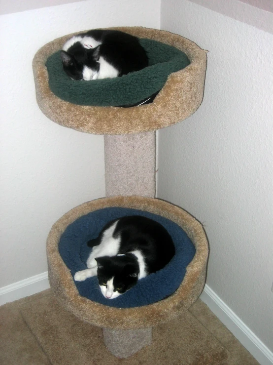 two cats sleeping in the same cat tree