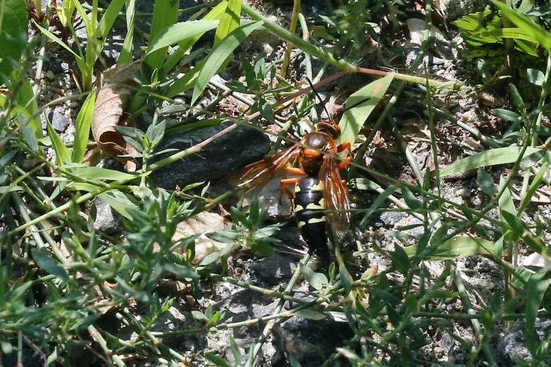 a large insect standing in the grass by itself