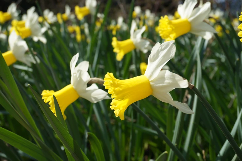 a close up of many yellow and white flowers