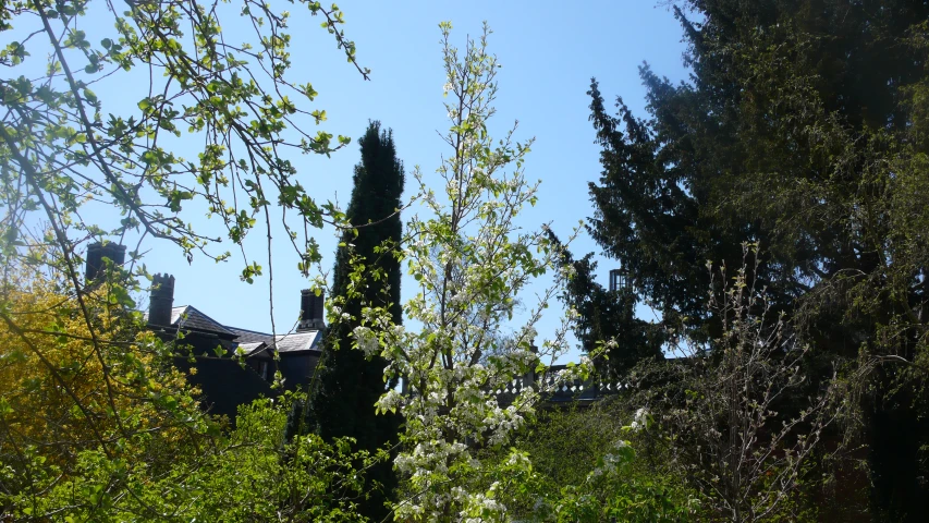 the tall leafy trees are behind a house