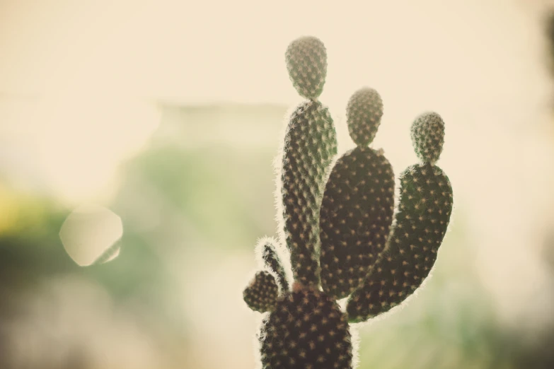 a cactus with little people standing on it