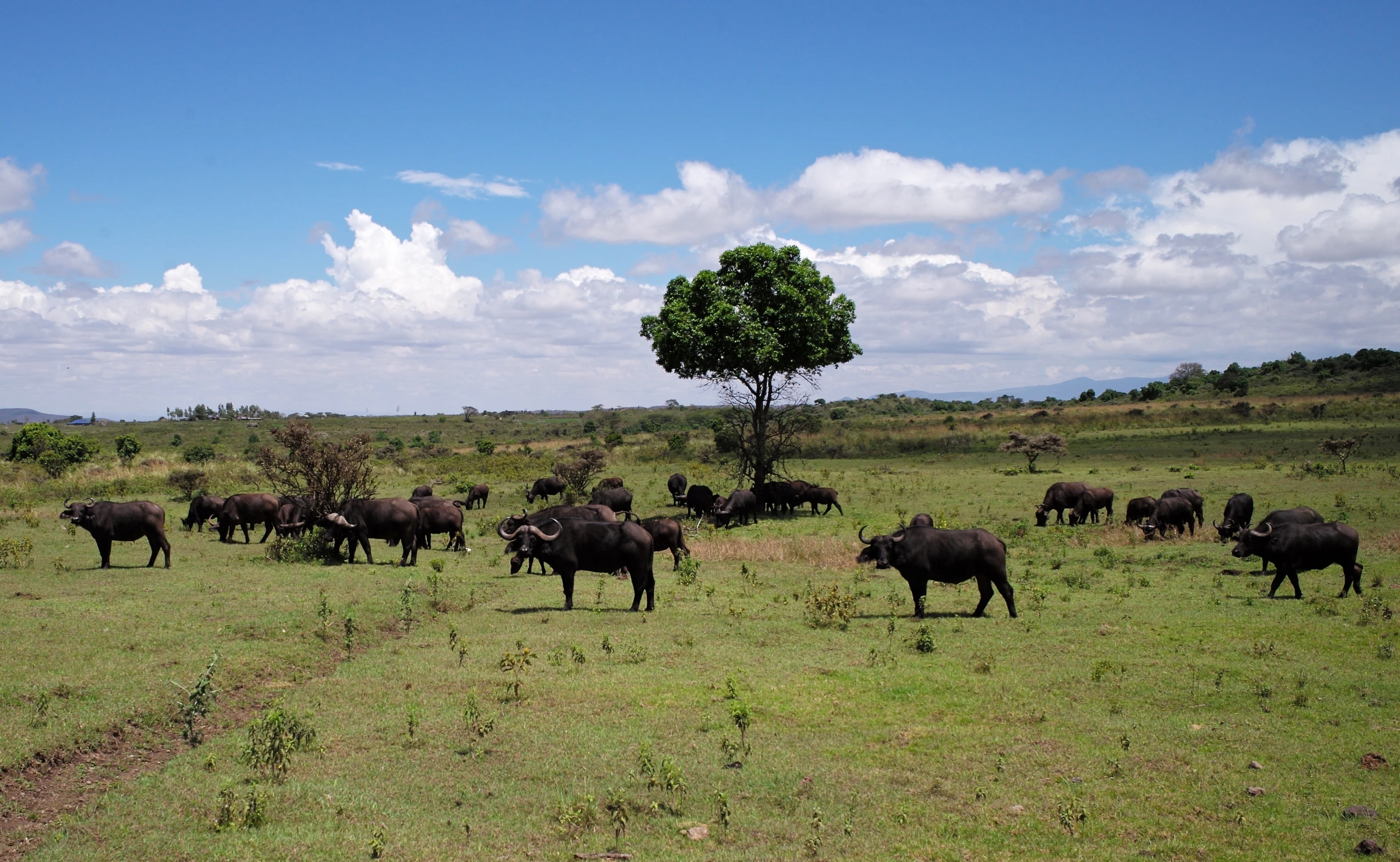 the animals are grazing in the field together