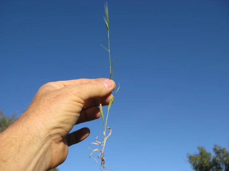 a hand holding a green plant that is in the air