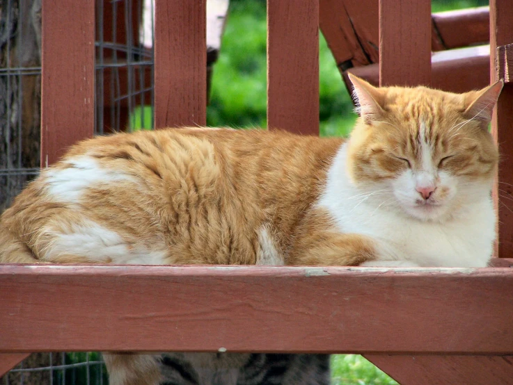 an orange and white cat laying on a wooden bench