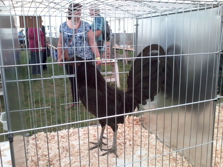 a woman stands near two chicken cages filled with hay and a metal cage with a black rooster inside it