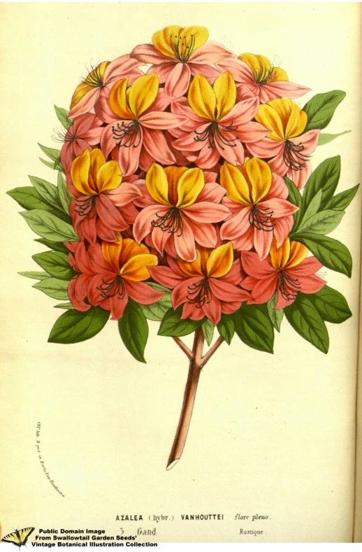 a vintage book with an illustration of a tree full of flowers