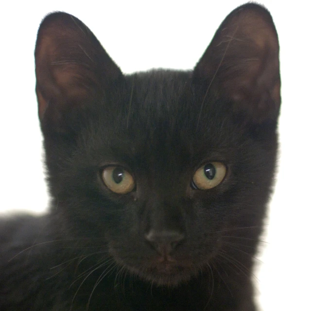 an adorable black cat with one eye slightly shut