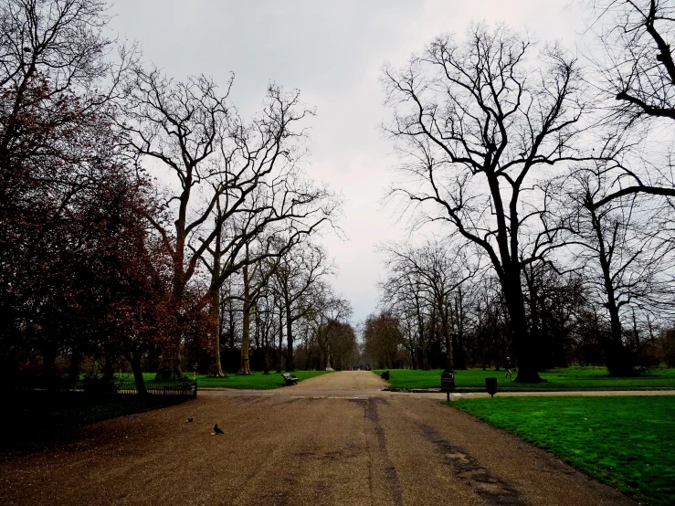 a picture of a road in the woods