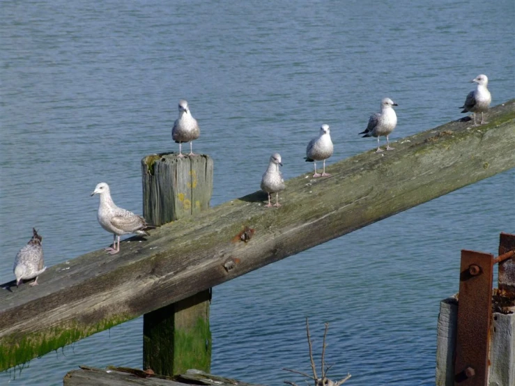 some white and black birds on top of a wooden railing