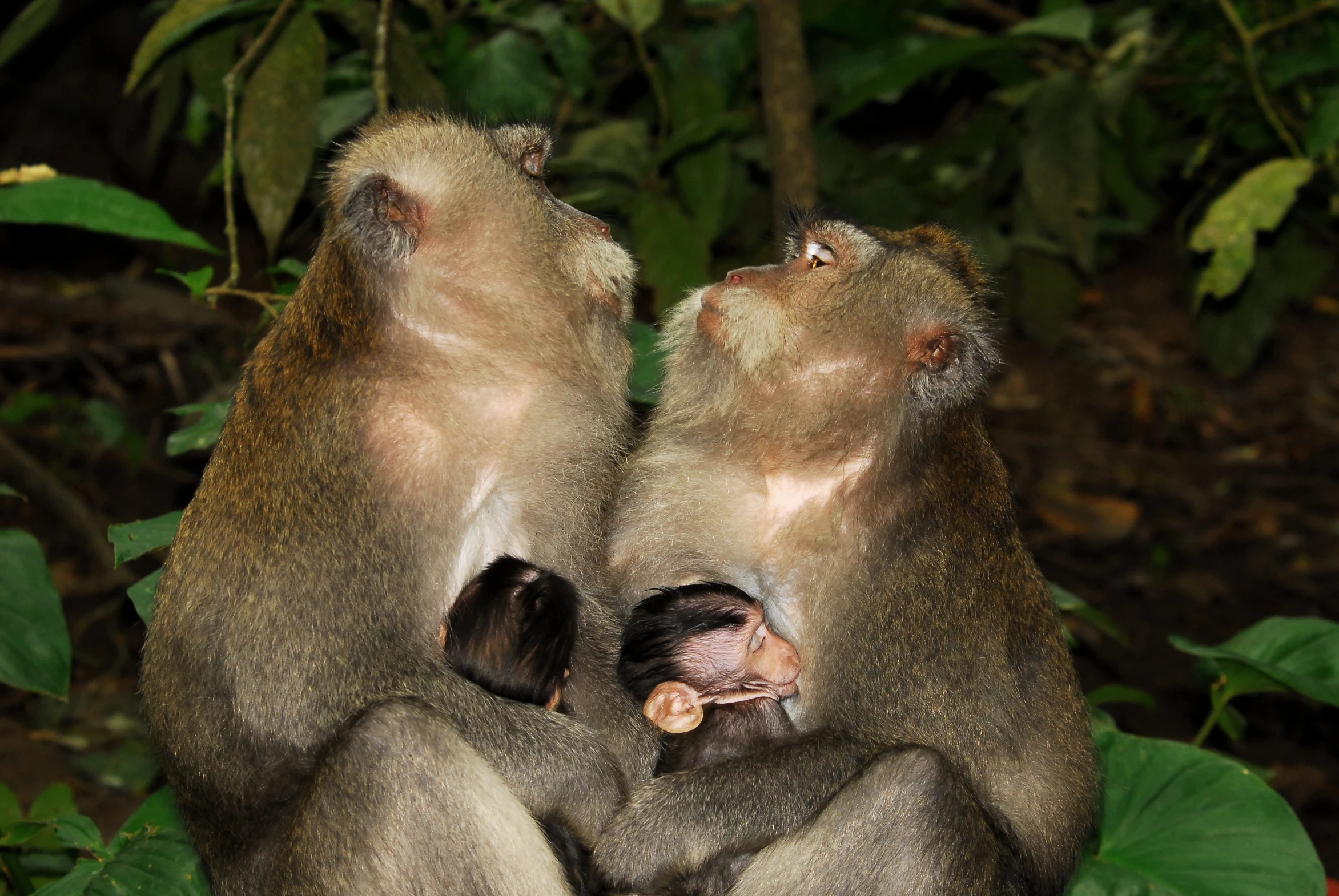 two brown monkeys are facing each other and rubbing eyes