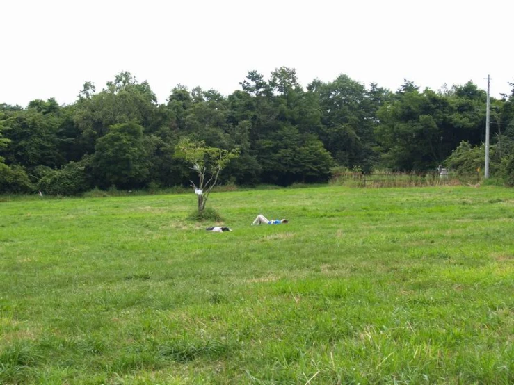 two dogs lying in the middle of a field