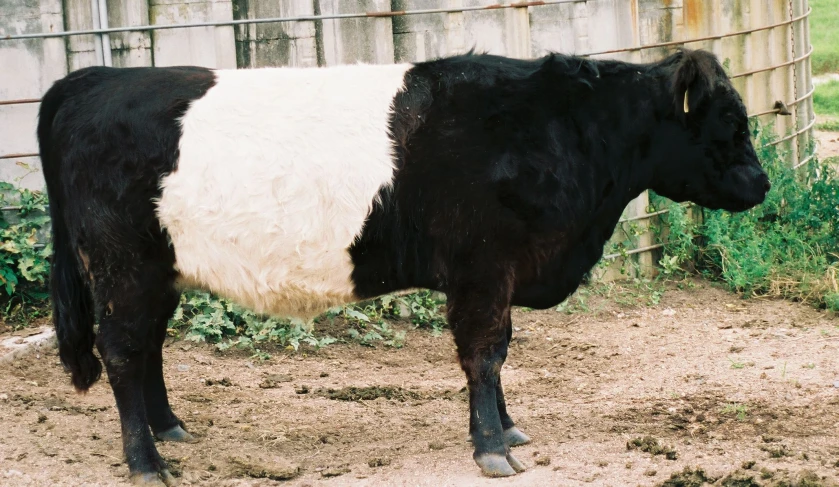 a black and white cow standing next to a metal fence