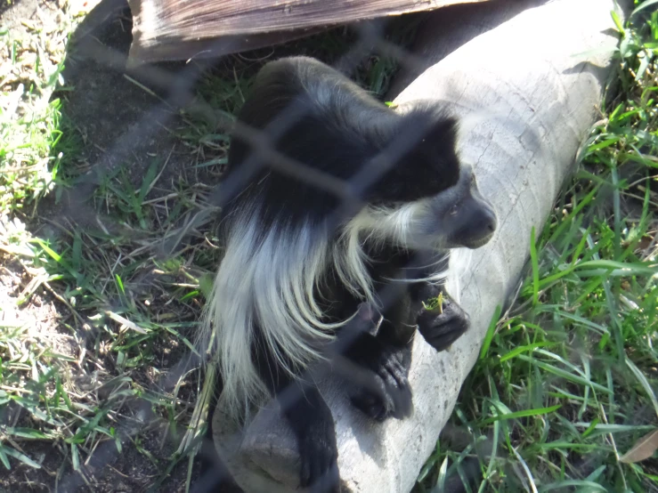 an animal is in the grass behind the chain link fence