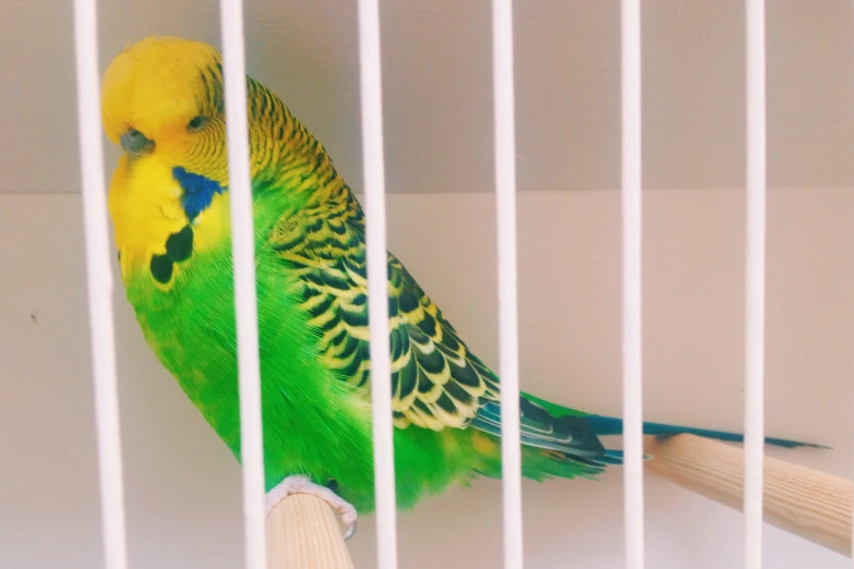 a parakeet perched on a perch in its cage