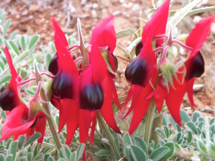 red and black flowers growing in a garden