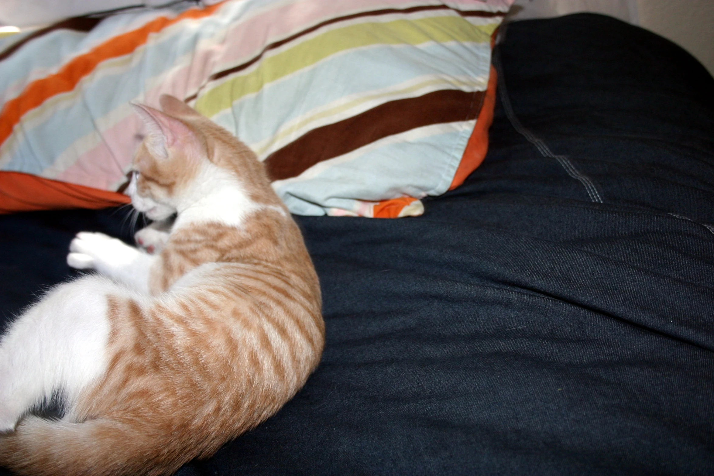 a fat cat sitting on top of a bed