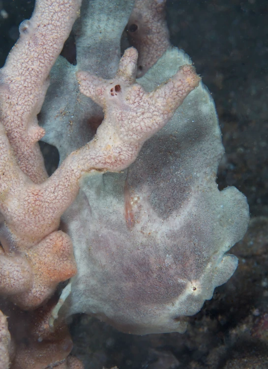 closeup of a small white piece of coral